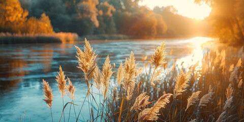 Wall Mural - Serene landscape of reed meadow by river at sunset picturesque scene capturing tranquil beauty of nature with golden sunlight reflecting on water perfect for backgrounds depicting environments