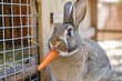 rabbit nibbling on a carrot in an outdoor wire hutch