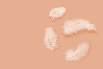 Wall Mural - Messy white soft feathers on pastel background