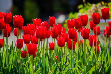 Wall Mural - red tulip flowers blooming in the garden. beautiful nature background of a flowerbed in spring on a sunny day