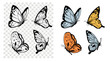 Butterflies set,  hand drawn vector illustration, sketch, black outline, engraving style