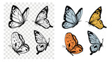 Fototapeta Pokój dzieciecy - Butterflies set,  hand drawn vector illustration, sketch, black outline, engraving style