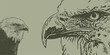 Vogel Vektor Zeichnung Konturen Adler - Weißkopfseeadler handgezeichnet - Künstlerisch