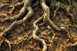 view of tangled roots in dry soil