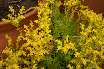 Wall Mural - Flowering succulent plant background. Closeup view of a Sedum growing in a pot in the garden. Its green leaves and bright yellow flowers blooming in the park.	
