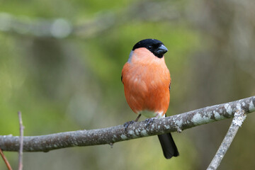 Wall Mural - Close-up of colorful male Bullfinch perched on a spring day in Estonia, Northern Europe