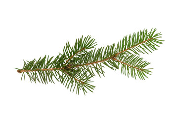 Fir branch isolated on white background