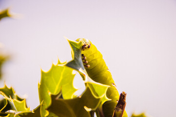 Wall Mural - caterpillar on a branch