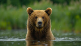 Fototapeta Panele - close up wildlife photography, authentic photo of a brown bear in natural habitat, taken with telephoto lenses, for relaxing animal wallpaper and more