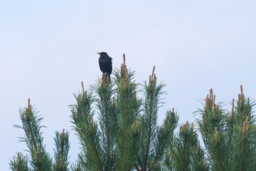 Wall Mural - A male Blackbird perched on a Pine tree and observing during a spring day in Estonia, Northern Europe