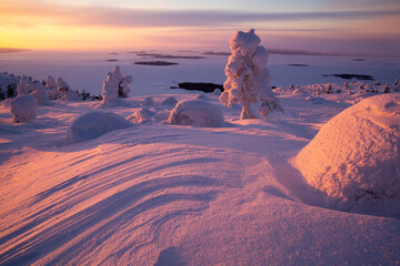 Kola peninsula, snow glazed pine trees on the slopes above Kandalaksha Bay, february sunrise