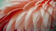 Flamingo with wing feathers, Close up
