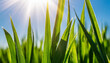 Green blades of grass close-up against a blue sky with sunbeams