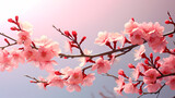 Fototapeta Natura - Cherry blossoms in full bloom create a soft and dreamy atmosphere