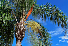 Queen Palm Tree Flower Buds (Syagrus Romanzoffiana) 