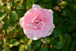 różowa róża w ogrodzie, pink rose in the garden

