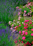 Fototapeta Lawenda - róża i lawenda, lawenda wąskolistna - lavender, (lavandula angustifolia, Rosa), różowe róże i fioletowa lawenda, pink garden roses, ogród kwiatowy	
