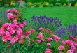 róża i lawenda, lawenda wąskolistna - lavender, (lavandula angustifolia, Rosa), różowe róże i fioletowa lawenda, pink garden roses, flowerbed, ogród kwiatowy	