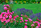 Fototapeta Lawenda - róża i lawenda, lawenda wąskolistna - lavender, (lavandula angustifolia, Rosa), różowe róże i fioletowa lawenda, pink garden roses, flowerbed, ogród kwiatowy	