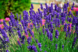 Fototapeta Lawenda - lawenda wąskolistna w ogrodzie, lavender, Lavandula angustifolia	