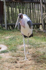 
Marabu, Leptoptilos, tropical stork bird in the zoo