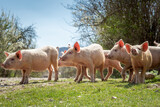 Fototapeta Zwierzęta - Young pigs grazing on green grass