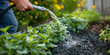 gardener manually watering plants in garden using hose