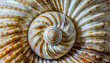 Scallop spiral seashell with pearl surface. Cockleshell and mollusk abstract background