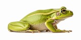 Fototapeta Zwierzęta - A green frog sitting on a white surface. Perfect for nature or animal themed designs