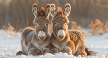 Pair Of Donkeys In The Snow Footage