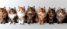 Playful And Delightful Display Of Various Colored Cat Kittens Sitting Side By Side In A Cute Row