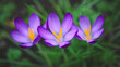 Krokusse (Crocus) lila, Nahaufnahme
