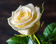 White rose with splashes of white or sparkling wine