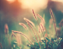 Wild Grass In The Forest At Sunset. Macro Image, Shallow Depth Of Field. Abstract Summer Nature Background. Vintage Filter