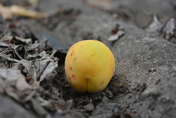 Wall Mural - Healthy food, delicious fruits, a ripe apricot fell from a tree to the ground and lies on a concrete road.