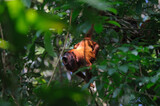 Fototapeta Big Ben - Red howler - Alouatta seniculus monkey vocalizing amongst lush greenery in a tropical rainforest in Tambopata National Reserve, Peru