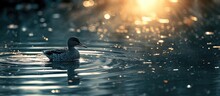 A Duck Peacefully Floats On Top Of A Body Of Water, Calmly Gliding Across The Surface.