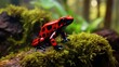 A red and black frog perched on a moss-covered branch, suitable for nature and wildlife themes