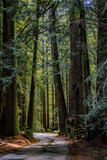 Fototapeta Na drzwi - Road leading through the giant sequoia trees in the Redwoods For