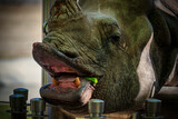 Fototapeta  - Safari rhinoceros peers out window with mouth open