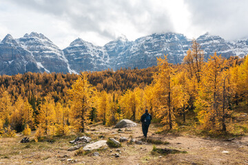 Wall Mural - Larch Valley. Banff National Park, Canadian Rockies, Alberta, Canada. Golden yellow larch forest in Fall season. Valley of the Ten Peaks in the background.