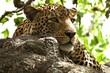 Portrait eines Leoparden auf einem Baum in der Serengeti in Tansania.