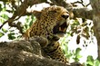 Portrait eines Leoparden auf einem Baum in der Serengeti in Tansania.