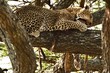 Schöner Leopard liegt auf einem Baum und frißt eine Gazelle