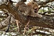 Schöner Leopard liegt auf einem Baum und frißt eine Gazelle
