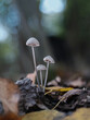 Kleine Pilze Bodennahe Aufnahme, Wald Stimmung