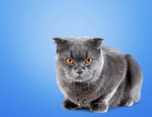 Poster - Cute young cat on blue background