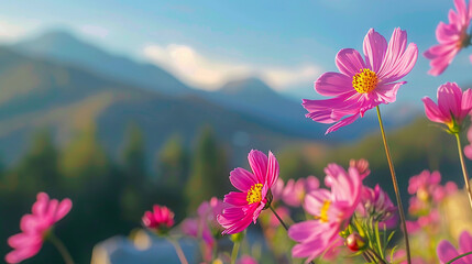 Wall Mural - Beautiful pink cosmos flowers grow on a field among the mountains.