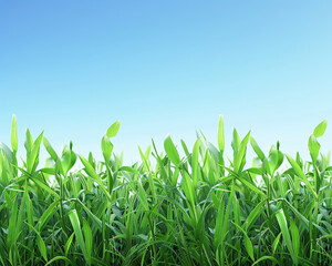 Green grass on blue clear sky background