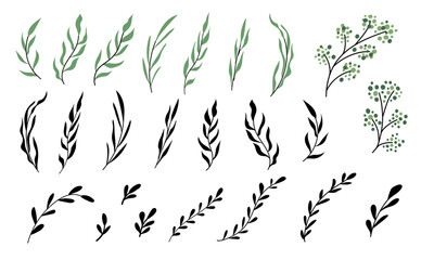 Wavy twigs with long and round leaves. Green leaf and silhouettes. Botanical clip art branches